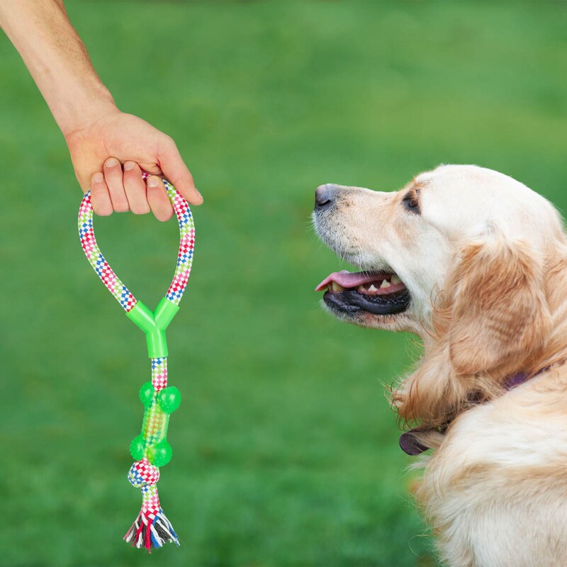 Ein Hand hält ein mehrfarbiges Hundespielzeug vor einem Goldenen Retriever im Freien.