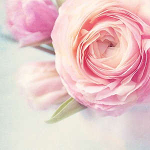 SIGEL Motivpapier Rose Garden Motiv DIN A4 90 g/qm 50 Blatt SIGEL Motivpapier Rose Garden Motiv DIN A4 90 g/qm 50 Blatt