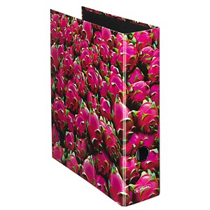 herlitz maX.file Fruits Motivordner Drachenfrucht 8,0 cm DIN A4 herlitz maX.file Fruits Motivordner Drachenfrucht 8,0 cm DIN A4