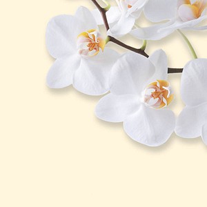 SIGEL Motivpapier White Orchid Motiv DIN A4 90 g/qm 50 Blatt SIGEL Motivpapier White Orchid Motiv DIN A4 90 g/qm 50 Blatt